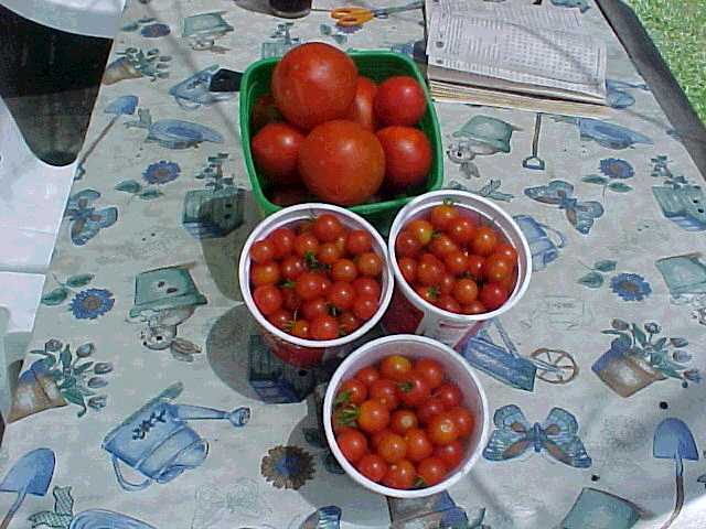 tomatoesjly.jpg